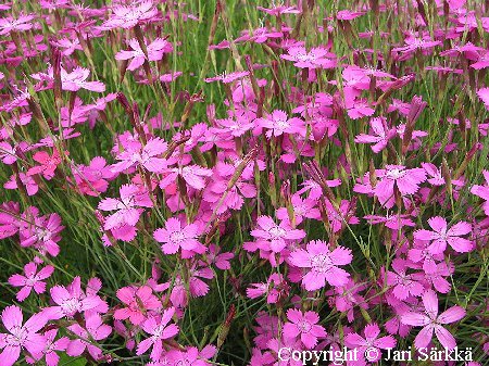 Dianthus deltoides